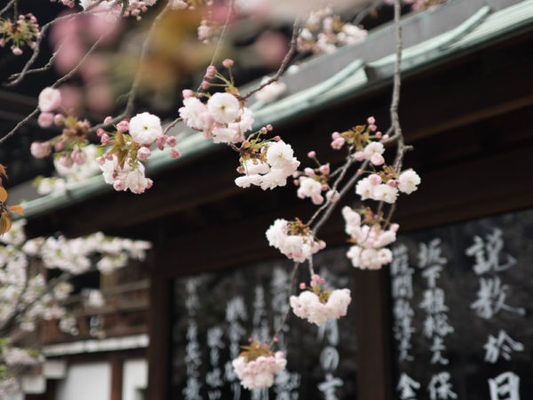 Japanese-cherry-blossom-sakura IAFOR
