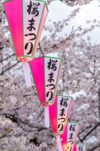 Cultural Event: Hanami in the Imperial Gardens